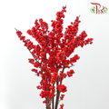 Ilex Purpuea Hassk - Red (80cm) - (Per Stem)