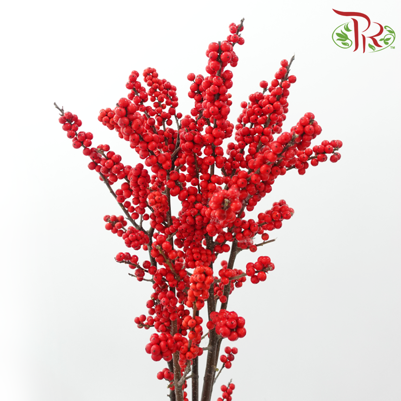 Ilex Purpuea Hassk - Red (80cm) - (Per Stem)