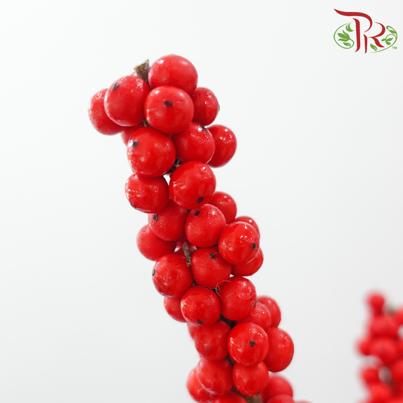 Ilex Purpuea Hassk - Red (80cm) - (Per Stem)