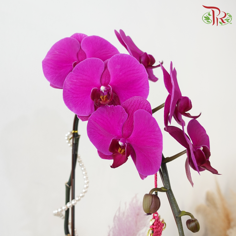 【RAYA 2026】Seri Anggerik Aidilfitri