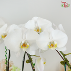 【RAYA 2026】Imperial Raya