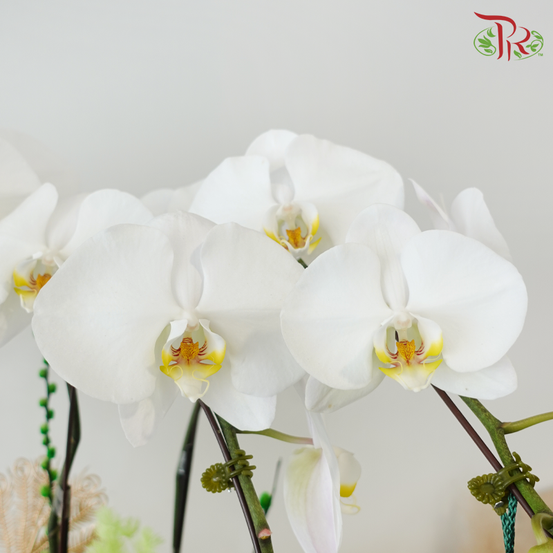 【RAYA 2026】Imperial Raya