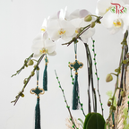 【RAYA 2026】Imperial Raya