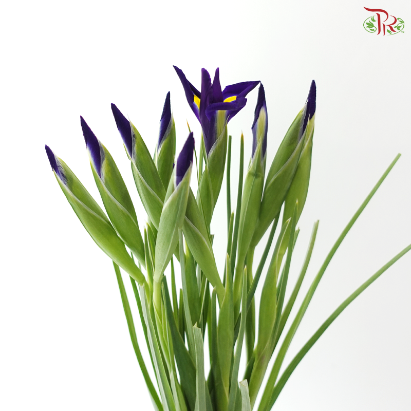 Iris - Dark Purple (10 Stems)