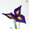 Iris - Dark Purple (10 Stems)