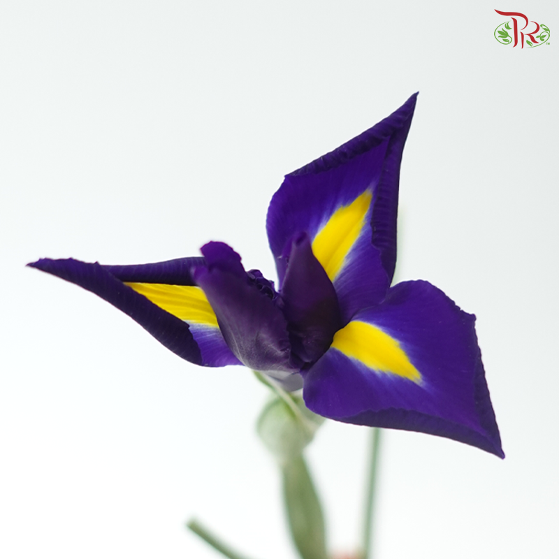 Iris - Dark Purple (10 Stems)