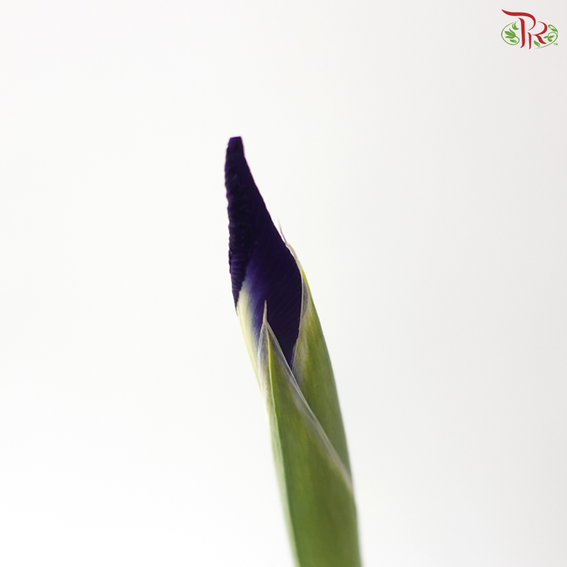 Iris - Dark Purple (10 Stems)