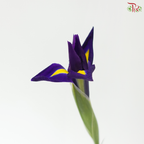 Iris - Dark Purple (10 Stems)