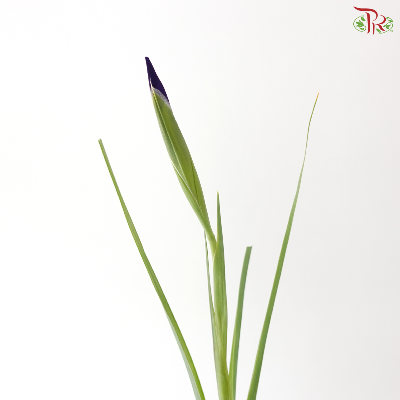 Iris - Dark Purple (10 Stems)