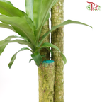 Iron Tree 3 in 1《铁树/巴西木》(5 FT)