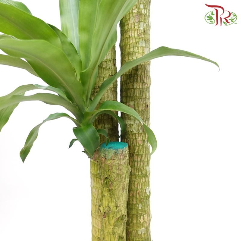 Iron Tree 3 in 1《铁树/巴西木》(5 FT)