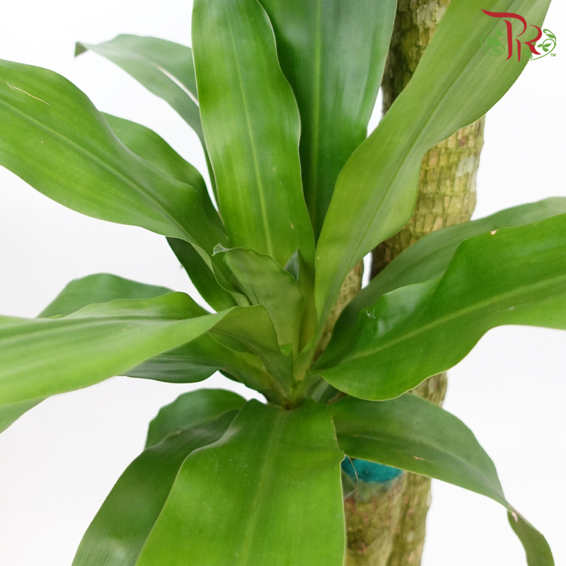 Iron Tree 3 in 1《铁树/巴西木》(5 FT)