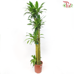 Iron Tree 3 in 1《铁树/巴西木》(5 FT)