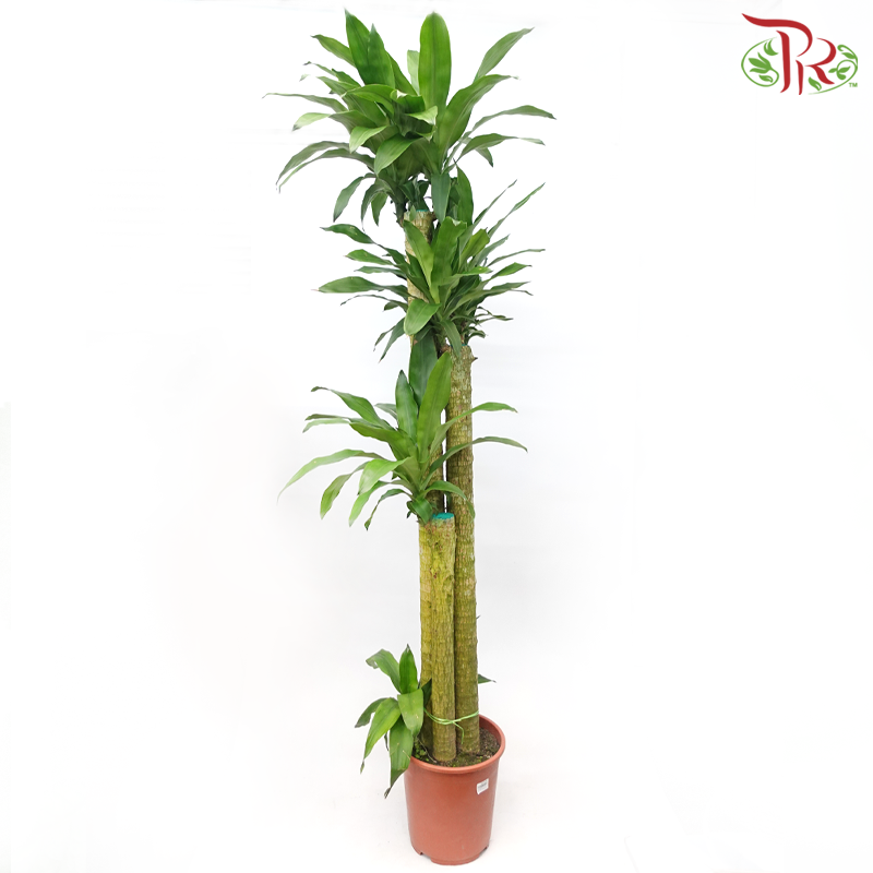 Iron Tree 3 in 1《铁树/巴西木》(5 FT)