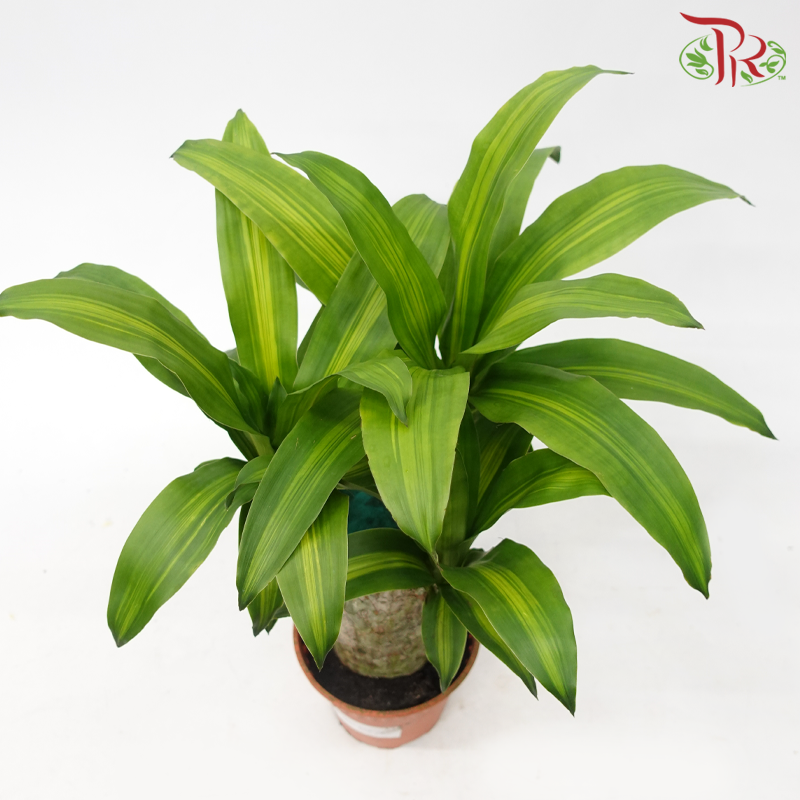 Dracaena/Iron Tree 1FT (1pp) - P170《铁树/巴西木》