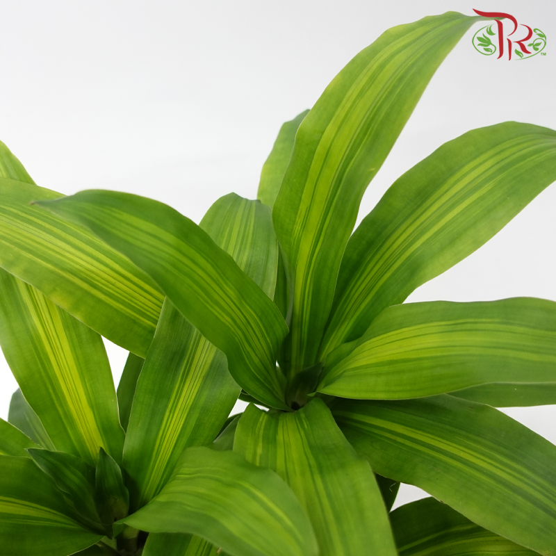 Dracaena/Iron Tree 1FT (1pp) - P170《铁树/巴西木》