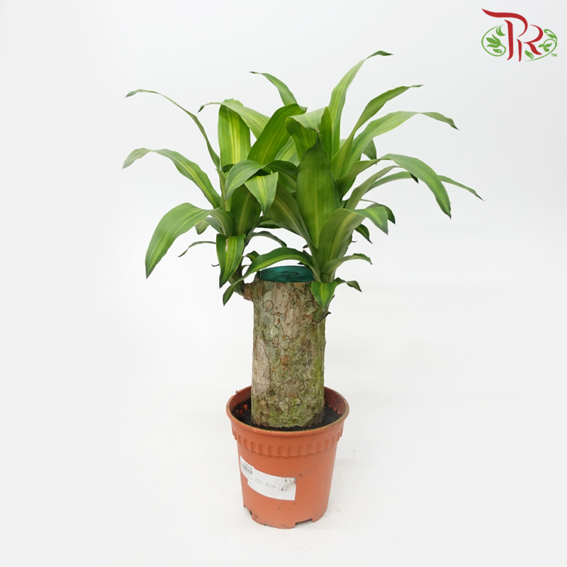 Dracaena/Iron Tree 1FT (1pp) - P170《铁树/巴西木》