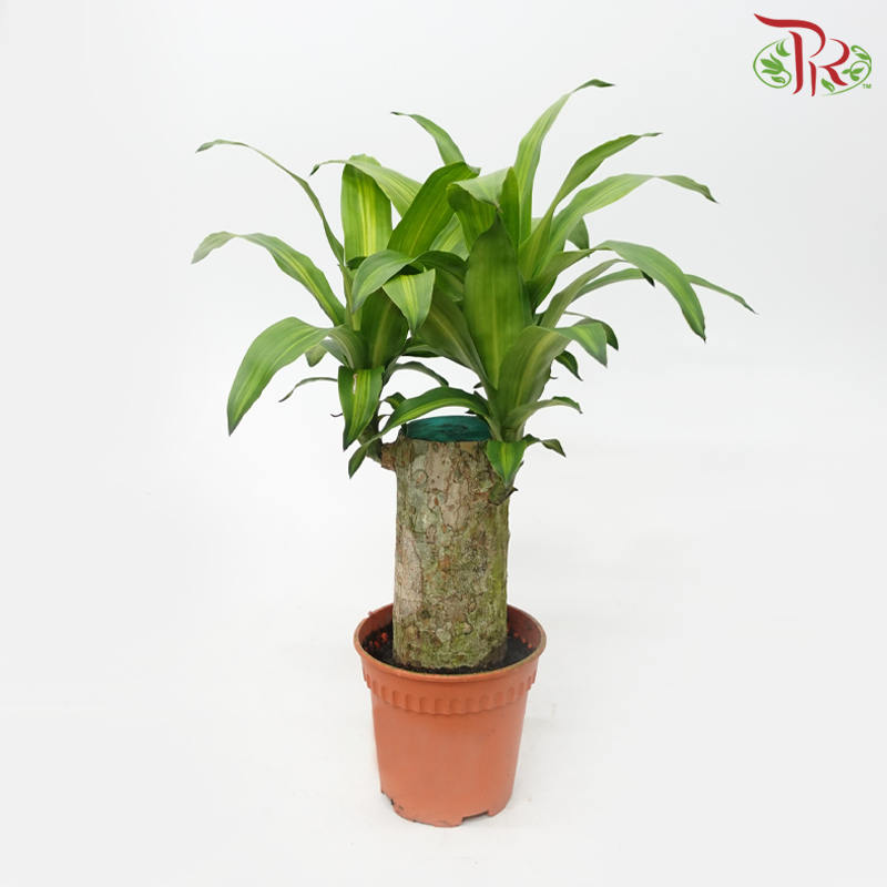 Dracaena/Iron Tree 1FT (1pp) - P170《铁树/巴西木》