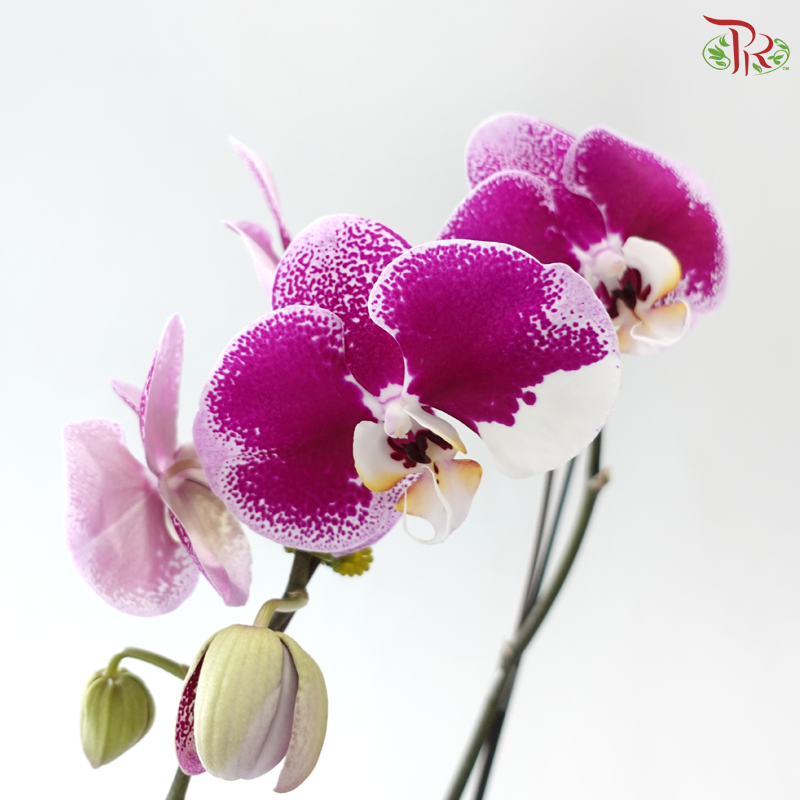 Big Single Stem Phalaenopsis Orchid - Cherry Pink Spots With White Lips (JM1984) (Without Pot)
