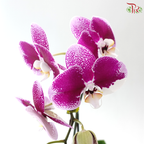 Big Single Stem Phalaenopsis Orchid - Cherry Pink Spots With White Lips (JM1984) (Without Pot)