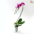 Big Single Stem Phalaenopsis Orchid - Cherry Pink Spots With White Lips (JM1984) (Without Pot)