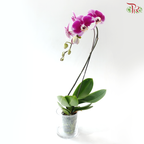 Big Single Stem Phalaenopsis Orchid - Cherry Pink Spots With White Lips (JM1984) (Without Pot)