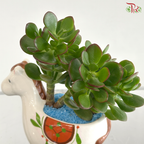 【Father's Day Series】Jade Prosperity (Crassula Plant Arrangement)