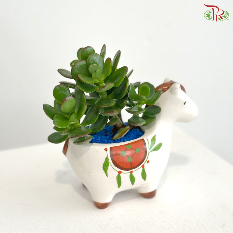 【Father's Day Series】Jade Prosperity (Crassula Plant Arrangement)