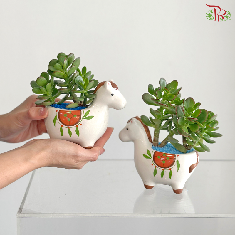 【Father's Day Series】Jade Prosperity (Crassula Plant Arrangement)