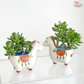 【Father's Day Series】Jade Prosperity (Crassula Plant Arrangement)