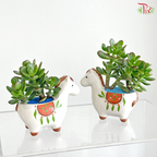 【Father's Day Series】Jade Prosperity (Crassula Plant Arrangement)