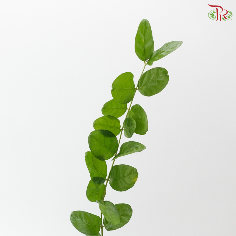 Jasminim Sambac (5 Stems)