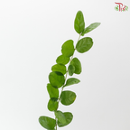 Jasminim Sambac (5 Stems)