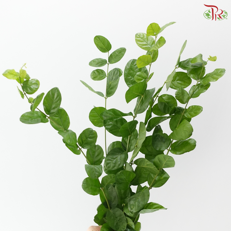 Jasminim Sambac (5 Stems)
