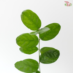 Jasminim Sambac (5 Stems)