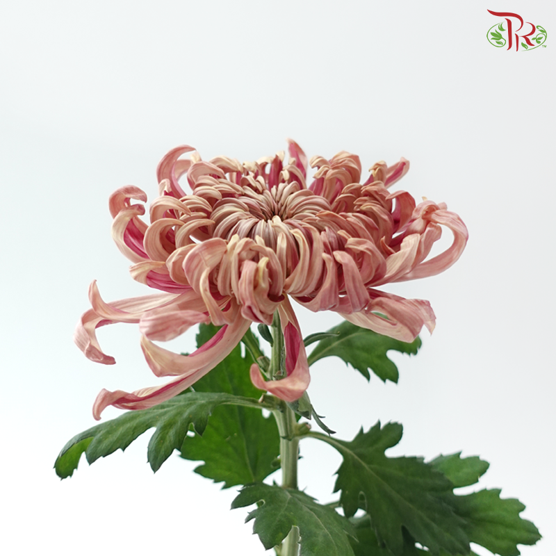Jeweled Mum - Salmon Pink (5 Stems)