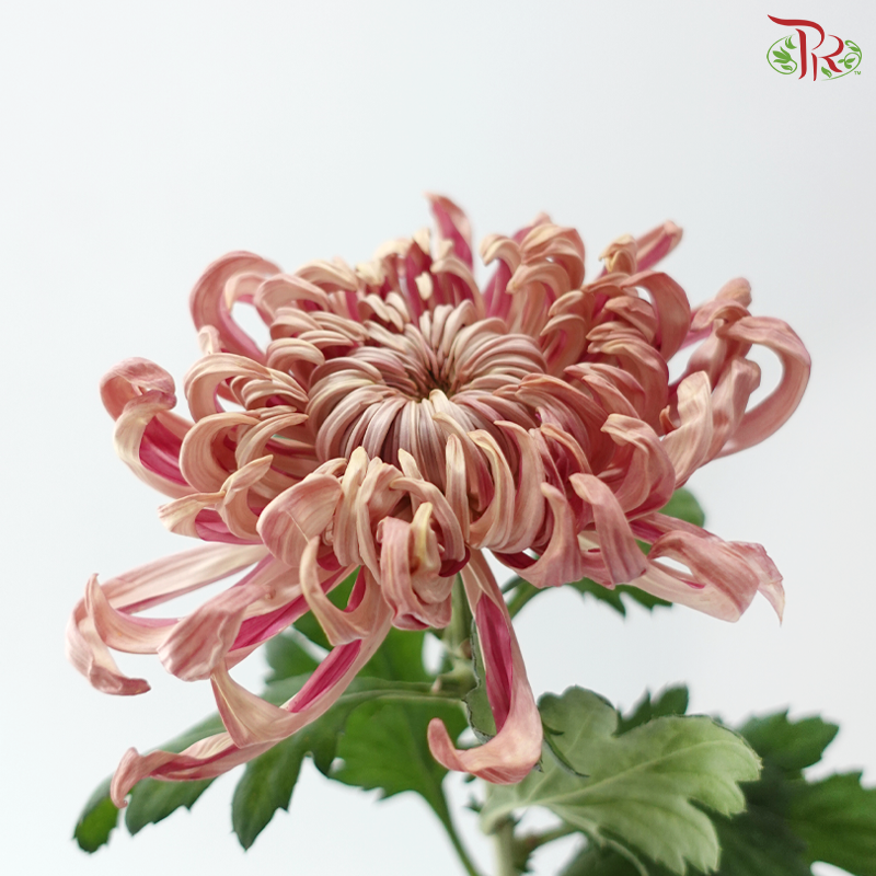 Jeweled Mum - Salmon Pink (5 Stems)