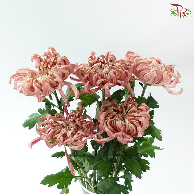 Jeweled Mum - Salmon Pink (5 Stems)