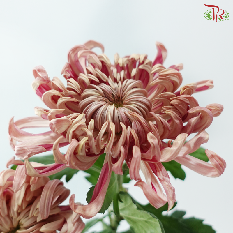 Jeweled Mum - Salmon Pink (5 Stems)