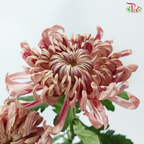 Jeweled Mum - Salmon Pink (5 Stems)