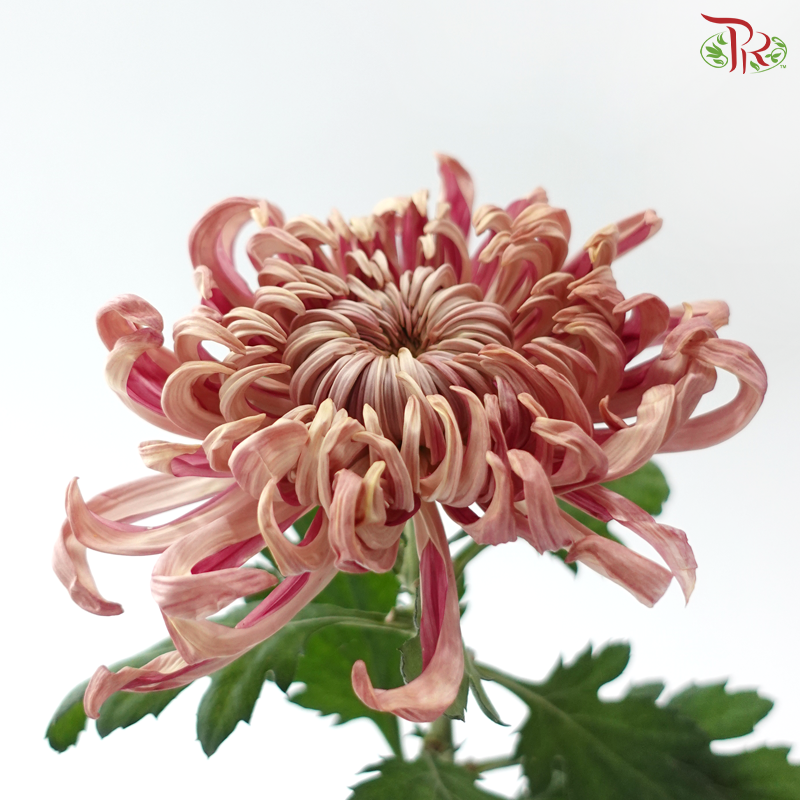 Jeweled Mum - Salmon Pink (5 Stems)