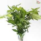 FG - Johor Leaf (70-80cm) (10 Stems)