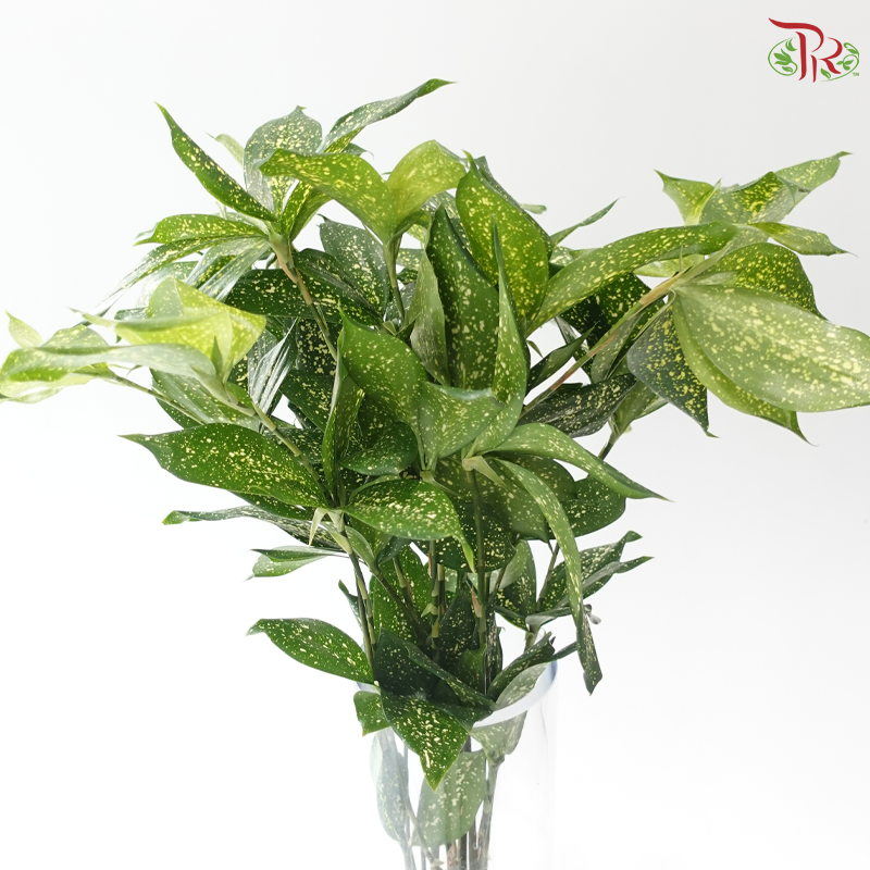 FG - Johor Leaf (70-80cm) (10 Stems)