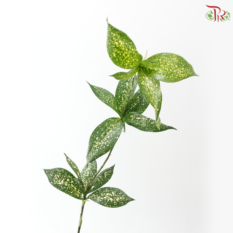 FG - Johor Leaf (70-80cm) (10 Stems)