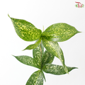 FG - Johor Leaf (70-80cm) (10 Stems)