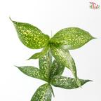 FG - Johor Leaf (70-80cm) (10 Stems)