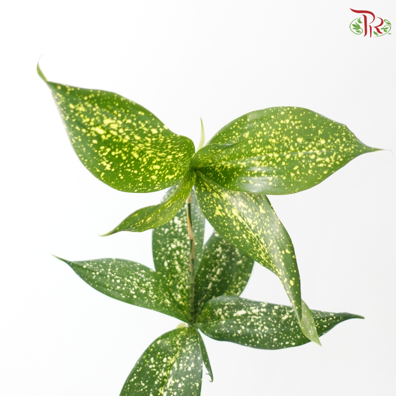 FG - Johor Leaf (70-80cm) (10 Stems)