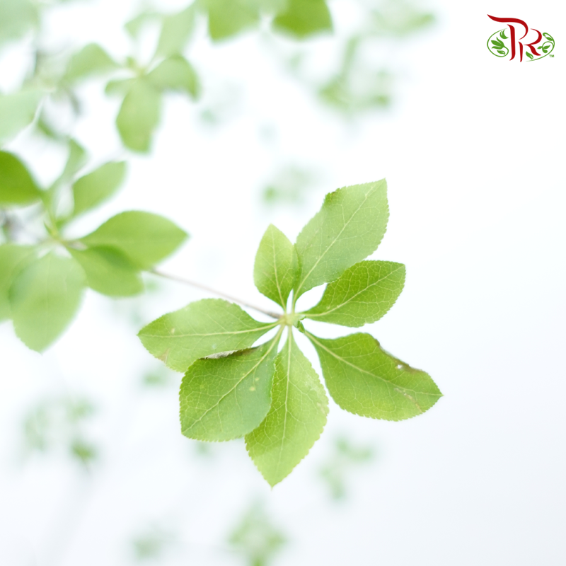 Enkianthus Perulatus (Per Stem)