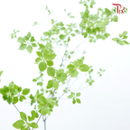 Enkianthus Perulatus (Per Stem)