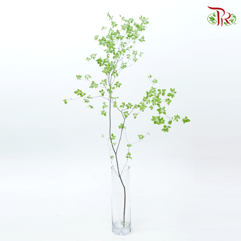 Enkianthus Perulatus (Per Stem)